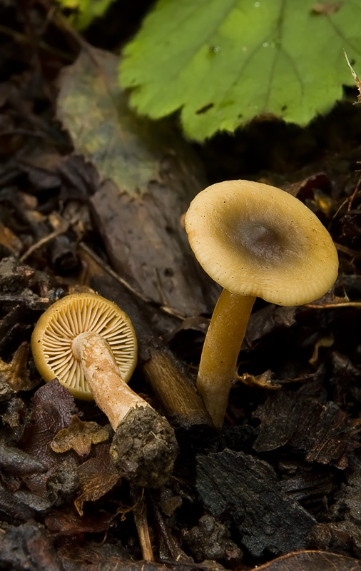 Lactarius obscuratus